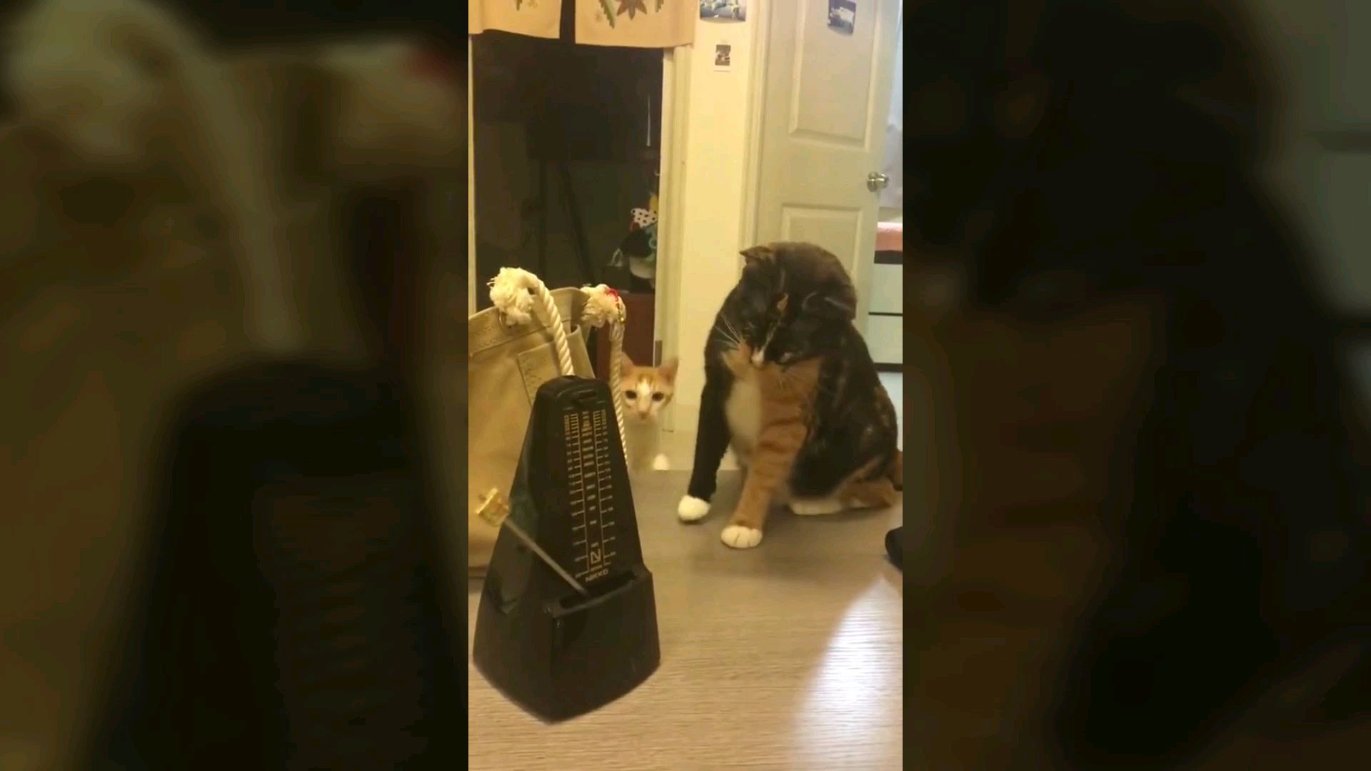 安 徽 卡 点 猫
